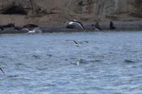 Dominikanermöwen und Seelöwen (Isla Marta) 