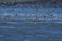 An der Sandbank treffen sich die Dominikanermöwen