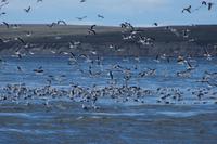 An der Sandbank treffen sich die Dominikanermöwen