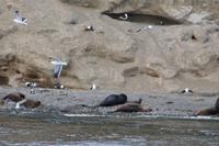 Seelöwen auf der Isla Marta