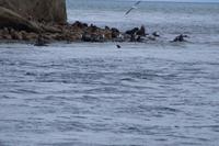 Seelöwen auf der Isla Marta