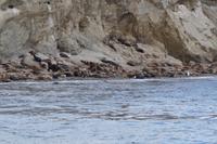 Seelöwen auf der Isla Marta