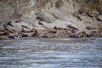 Seelöwen auf der Isla Marta