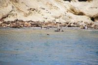 Seelöwen auf der Isla Marta