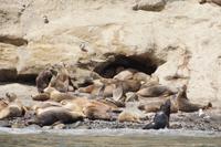 Seelöwen auf der Isla Marta