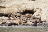 Seelöwen auf der Isla Marta