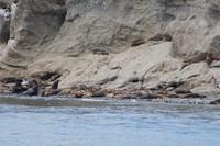 erstaunlich, wie hoch Seelöwen z.T. klettern 