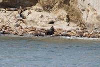 erstaunlich, wie hoch Seelöwen z.T. klettern 