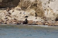 Seelöwen auf der Isla Marta