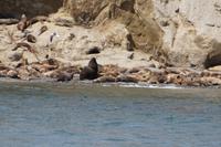 der dicke Bulle inmitten seines Harems