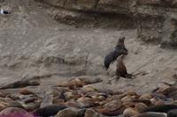 Seelöwen auf der Isla Marta