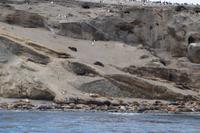 erstaunlich, wie hoch Seelöwen z.T. klettern 