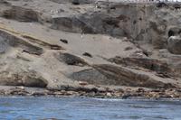 erstaunlich, wie hoch Seelöwen z.T. klettern 