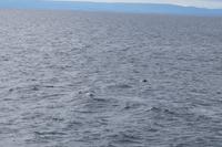 Rückenflosse eines Delphins 