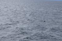 Rückenflosse eines Delphins 