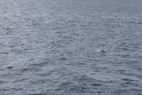 Rücken eines Delphins 