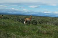 Guanaco vor Magellanstraße 