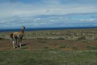 Guanaco vor Magellanstraße 