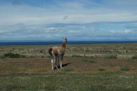 Guanaco vor Magellanstraße 