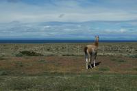Guanaco schaut sehnsüchtig von Feuerland nach Patagonien rüber
