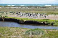 Königspinguine in der Kolonie an der Bahía Inútil