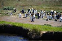 Königspinguine in der Kolonie an der Bahía Inútil