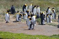 Königspinguine in der Kolonie an der Bahía Inútil