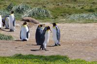 Nachdenklicher Frack 