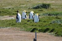 Königspinguine in der Kolonie an der Bahía Inútil