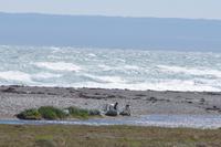 Wind und hohe Wellen machen den Pinguinen nichts aus 