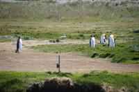 Königspinguine in der Kolonie an der Bahía Inútil