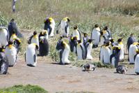 Ein paar Pinguine stehen auf Eiern (zentral) 