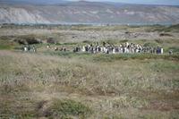 Die Kolonie liegt an einem Bach, der Hauptfeind ist der patagonische Fuchs 