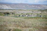 Königspinguine in der Kolonie an der Bahía Inútil