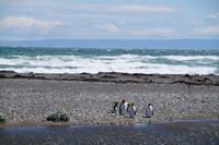 Königspinguine in der Kolonie an der Bahía Inútil