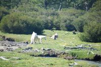 Pferde im Nationalpark
