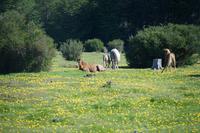 Pferde im Nationalpark