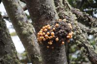 Pan de Indio (indianisches Brot) in Feuerland