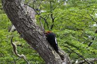 Männlicher Carpintero