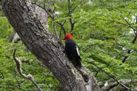 Männlicher Carpintero