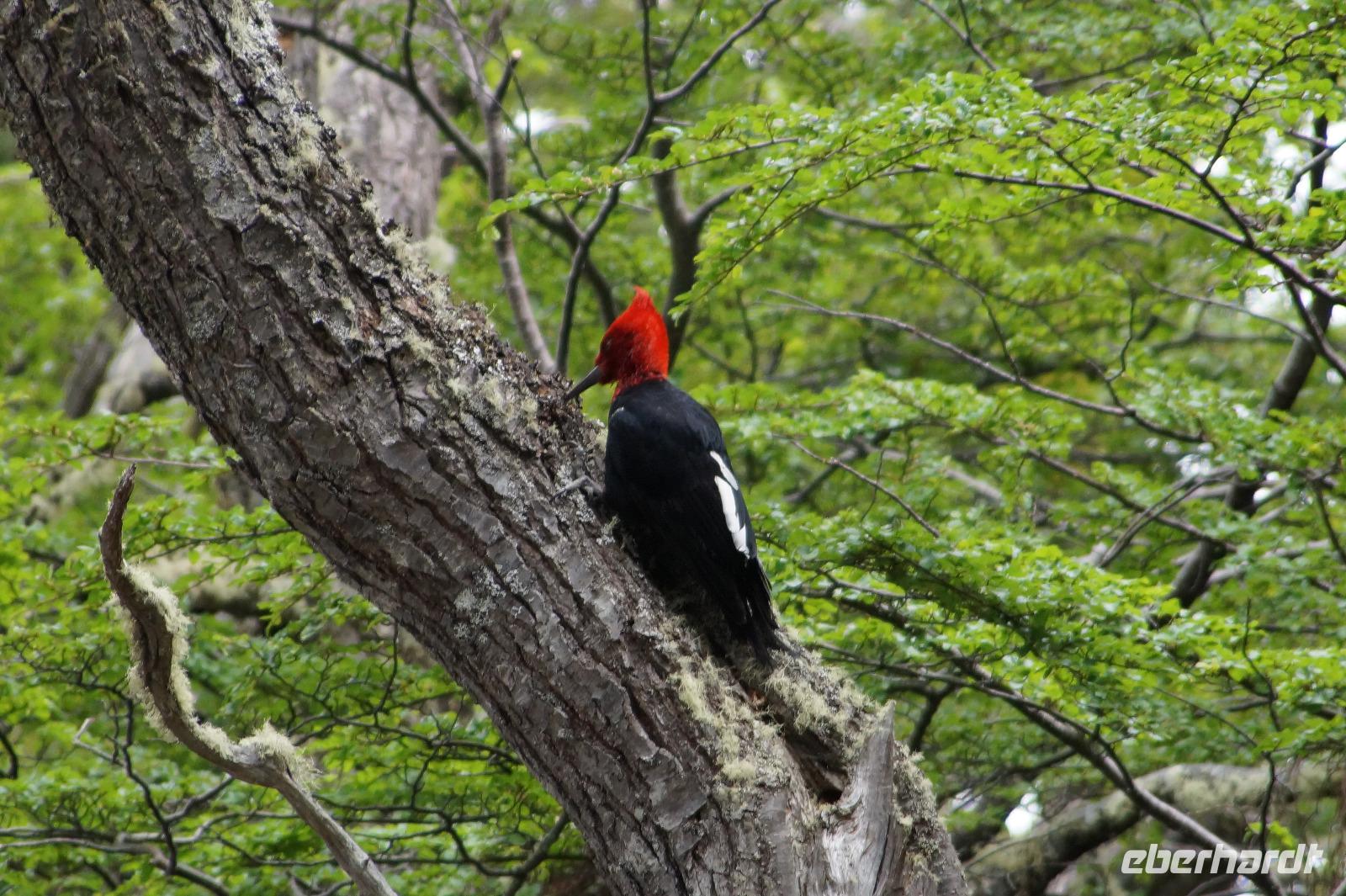 Männlicher Carpintero