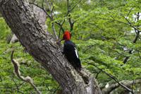 Männlicher Carpintero