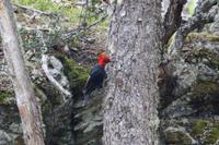 Männlicher Carpintero