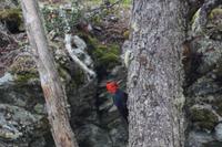 Männlicher Carpintero