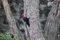 Männlicher Carpintero