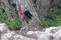 Männlicher Carpintero