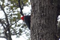 Männlicher Carpintero