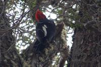 Männlicher Carpintero