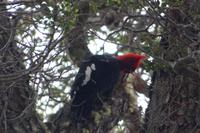 Männlicher Carpintero