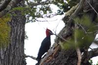 Männlicher Carpintero